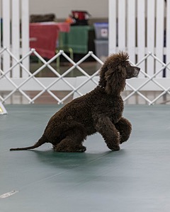 2701 - GCH POOLE'S IDE BONNIE BROOK CD RE CGC (Bonnie)