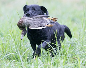 Pemi Freitas