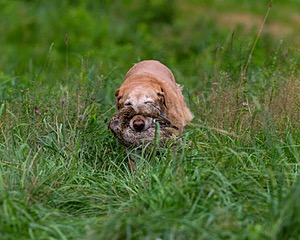 Pippin Moss