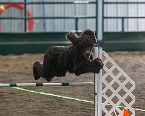 20190513-AG-0499.jpg