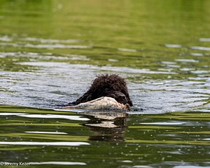 Ghillie