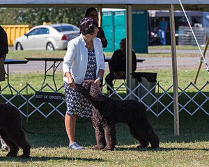 17 - GCH CHANTICO'S SHELTER FROM THE STORM RN XF MX CD RA AXJ (Reef)