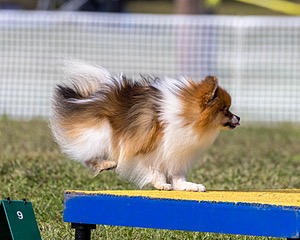 Vroom Truskowski