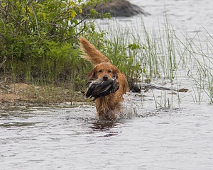 UCD SHR Sand Dancer's Windfall JH CDX
