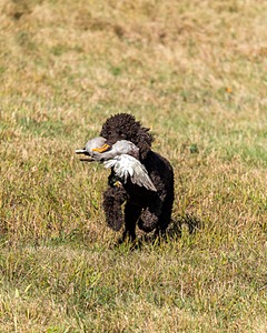 Ghillie Kezer
