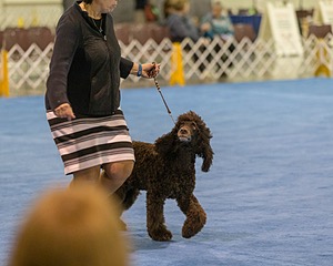 30 - GCH CH Chantico's Spirit In The Surf JH CD RA OA OAJ  NF (Selchie)