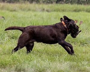 Willow Plessner