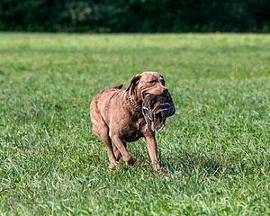 Tukka
