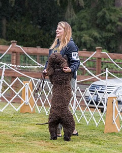 1741 - GCH CH BREKKON'S FIRST MARK CGC