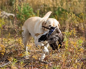 Meadowmere's Annisquam JH WC CGC (Annie)