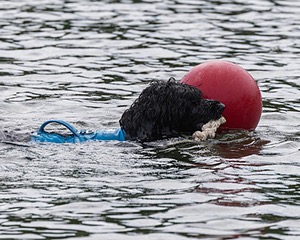 Boaty Bellicose