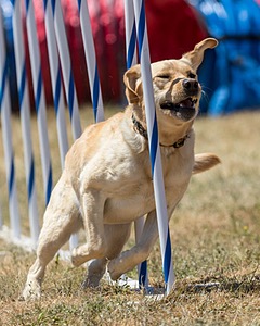 20160618-CCKC-1610.jpg