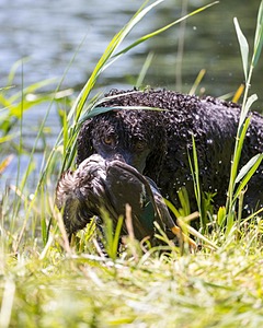 Ghillie Kezer