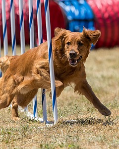 20160618-CCKC-1383.jpg