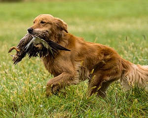 Hazel Boncek
