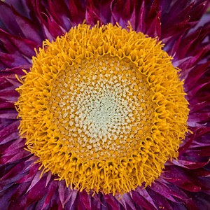 Strawflower