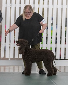 38 - GCH WHISTLESTOP'S ABRACADABRA RN CGC