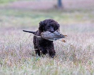 Ghillie Kezer