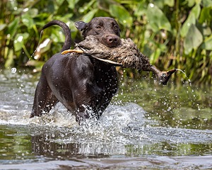Willow Kraunelis