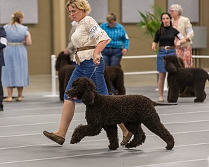 207 - GCH CH Flintcrest First Strike Fintan