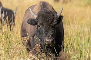 Yellowstone National Park