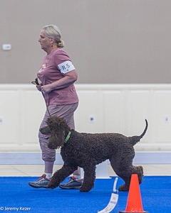 R5 - CASTLEHILL'S BUGSY MALONE 0' CRISPIN RATS DM DS CGC TKA