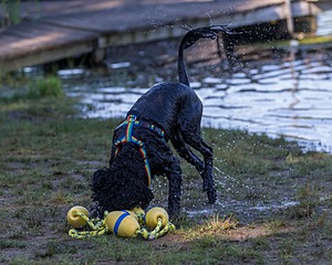 Finne