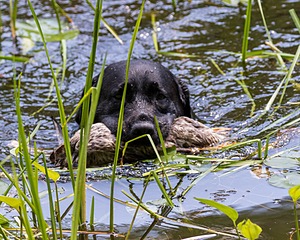 Scout