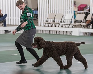 64 - GCH CH CAT N PATS LUCK BE A LADY RN CAX CGC