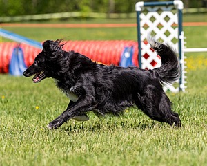 20170520-NEAT-0927.jpg