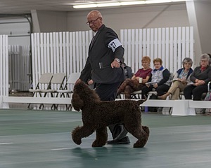 27 - CH MALLYREE'S MR ODIN OF MADRONA (Odin)