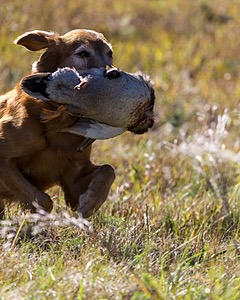 Cherry Hocker