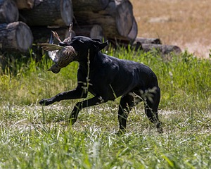 Reba CALLNAME HANDLER