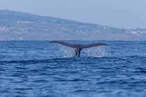 Sperm Whale