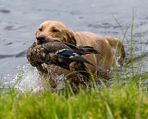 20170603-SHRW-1943.jpg