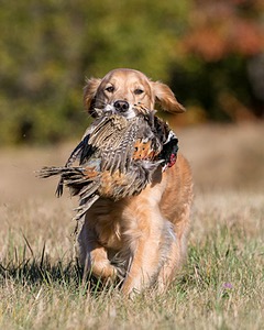 Josie