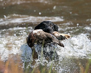 Hunter