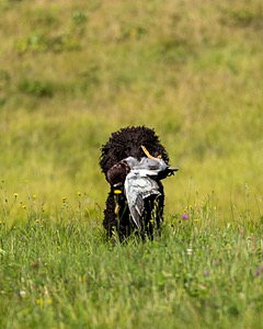 Ghillie Kezer