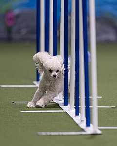 Bolt Kearney