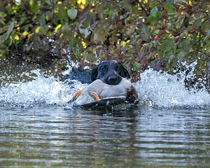 Hunter