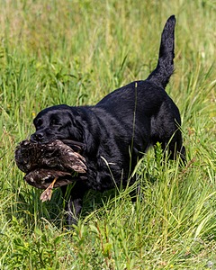 Pemi