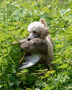 Kermit Mitchell