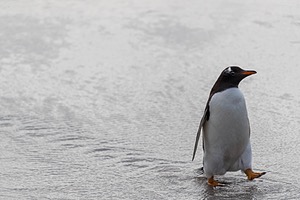Gentoo Penguin, Bleaker Island, The Falklands
