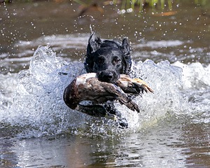 Hunter