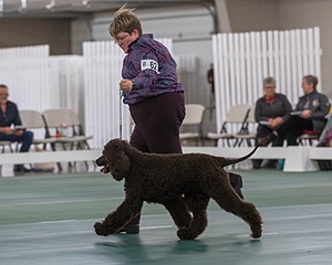 62 - GCH ALL GREEN WI' ENVY V ALPHA NORDIC CD RE DS RATN (Jade)