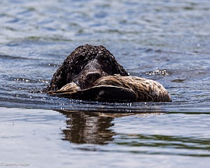 Ghillie