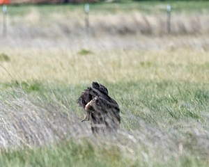 Simone