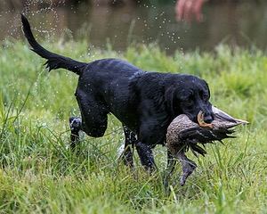 Piper
