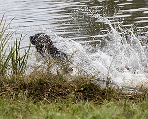 Splash Smilas