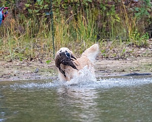 Ghillie